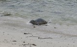 IMG_0928_e.JPG.small.jpeg