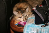 IMG_1341.JPG.small.jpeg