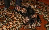IMG_1394_e.JPG.small.jpeg