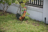 IMG_1738.JPG.small.jpeg