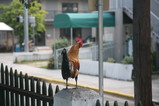 IMG_1740.JPG.small.jpeg