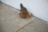 IMG_1746.JPG.small.jpeg