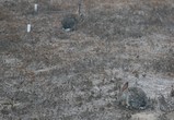 IMG_2537_e.JPG.small.jpeg