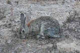 IMG_2538_e.JPG.small.jpeg