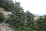 IMG_3331.JPG.small.jpeg
