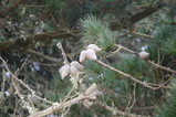 IMG_3335.JPG.small.jpeg