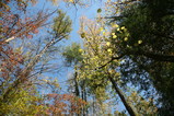 IMG_3523.JPG.small.jpeg
