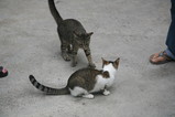 IMG_3600.JPG.small.jpeg
