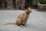 IMG_3602.JPG.small.jpeg