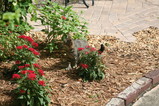 IMG_3616.JPG.small.jpeg