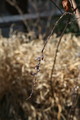 IMG_4043.JPG.small.jpeg