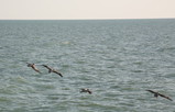 IMG_4188_e.JPG.small.jpeg