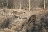 IMG_4233.JPG.small.jpeg