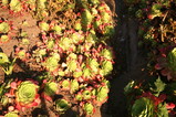IMG_4529.JPG.small.jpeg