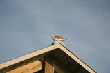 IMG_5157.JPG.small.jpeg
