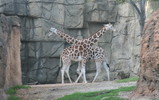 IMG_5235_e.JPG.small.jpeg
