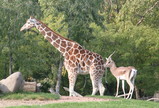 IMG_5239_e.JPG.small.jpeg