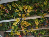 PA060095.JPG.small.jpeg