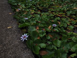 P4010163.JPG.small.jpeg