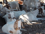 P9190002_e.JPG.small.jpeg