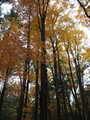 PA240012.JPG.small.jpeg
