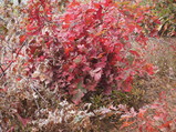 PA240039.JPG.small.jpeg