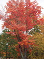 PA250074.JPG.small.jpeg