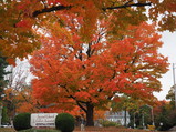 PA250086.JPG.small.jpeg