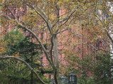 PB070022_e.JPG.small.jpeg