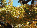 PB080004.JPG.small.jpeg