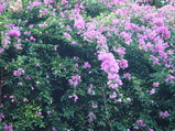 PC210010.JPG.small.jpeg
