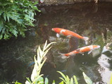 PC240034.JPG.small.jpeg