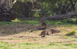 P1160009_e.JPG.small.jpeg