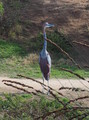 P1160018_e.JPG.small.jpeg