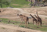 P1160033_e.JPG.small.jpeg