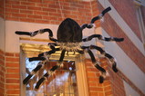 IMG_5779.JPG.small.jpeg