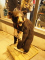 PB180025.JPG.small.jpeg