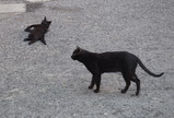 P4170146_e.JPG.small.jpeg
