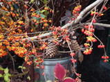 PA280015.JPG.small.jpeg