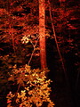 P9280022.JPG.small.jpeg