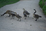 DSC00053.JPG.small.jpeg