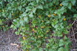 DSC00487.JPG.small.jpeg