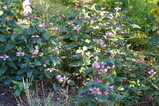 DSC00611.JPG.small.jpeg