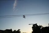 DSC00672.JPG.small.jpeg
