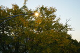 DSC00676.JPG.small.jpeg