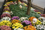 DSC00701.JPG.small.jpeg