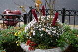 DSC00748.JPG.small.jpeg