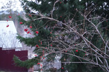 DSC01135_e.JPG.small.jpeg