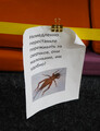 DSC01536_e.JPG.small.jpeg