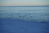 DSC01831.JPG.small.jpeg